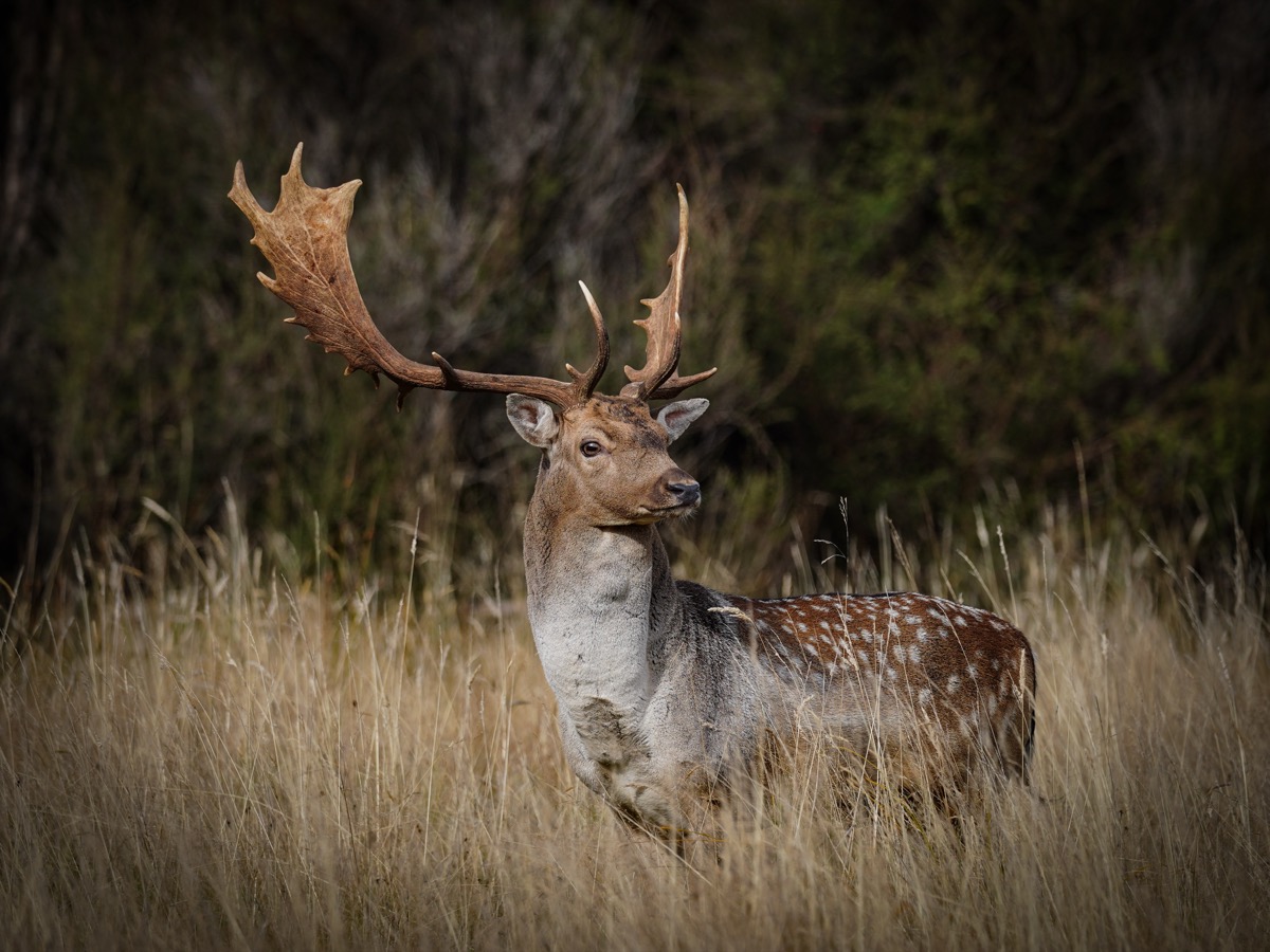 Fallow buck in native forest at Lahar