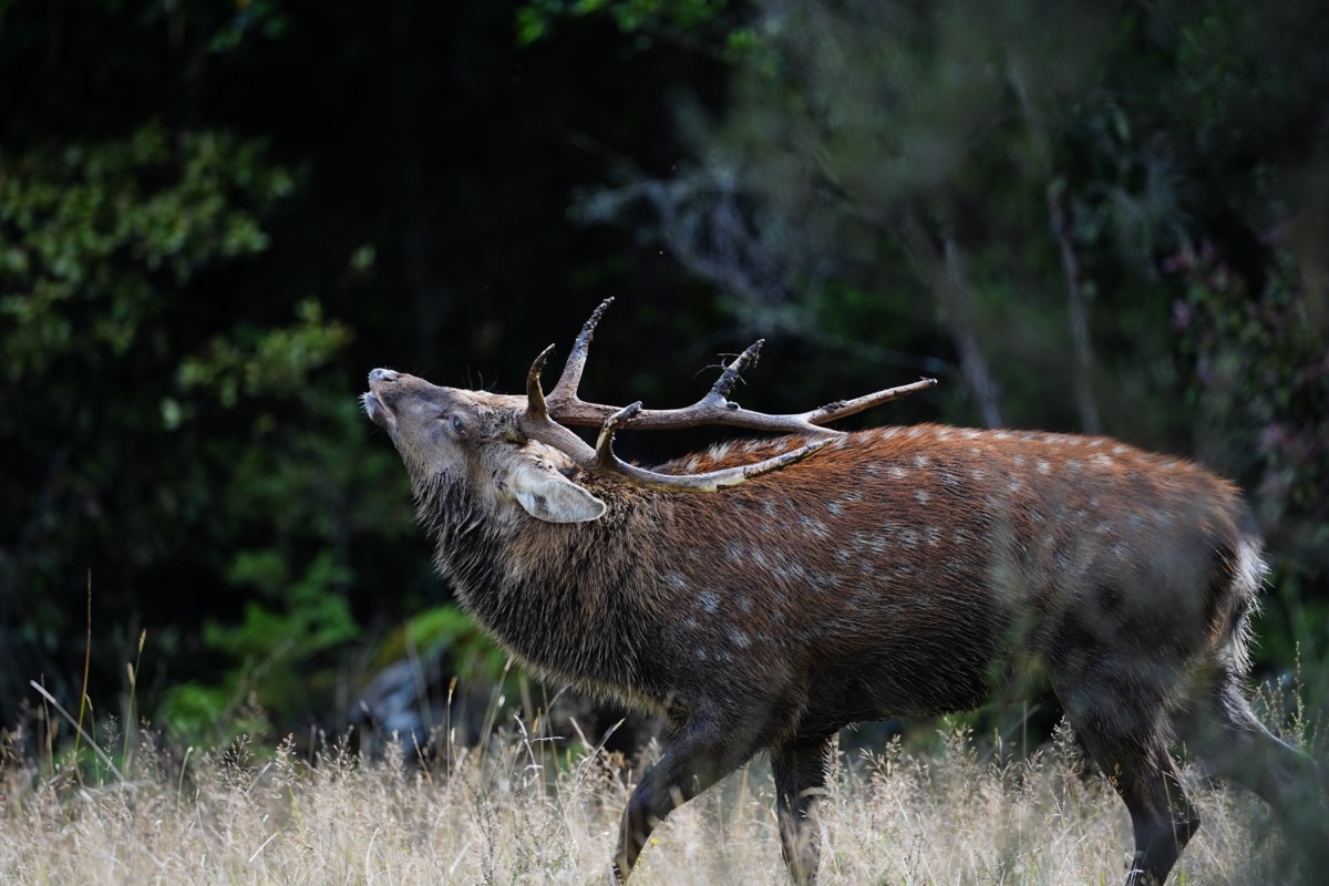 Sika stag in native forest at Lahar