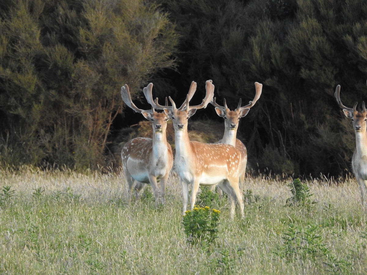 Fallow buck with palmated antlers at Lahar