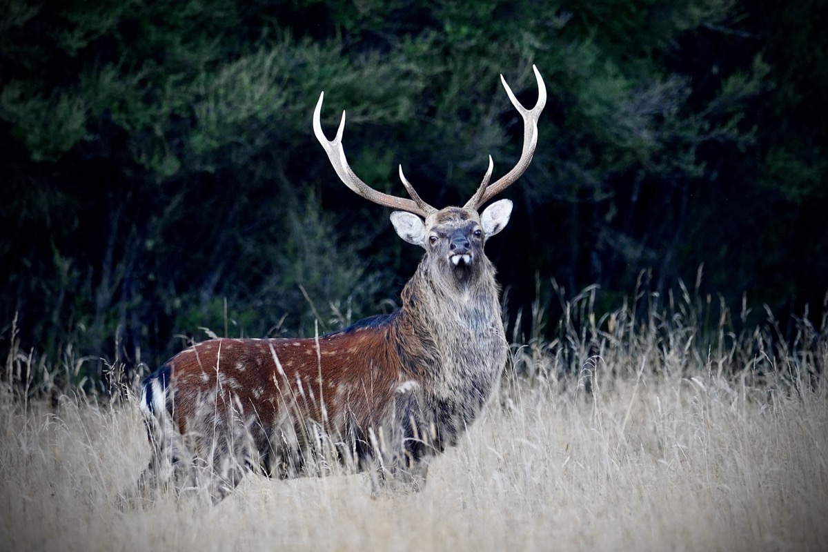 Sika stag alert in a clearing at Lahar