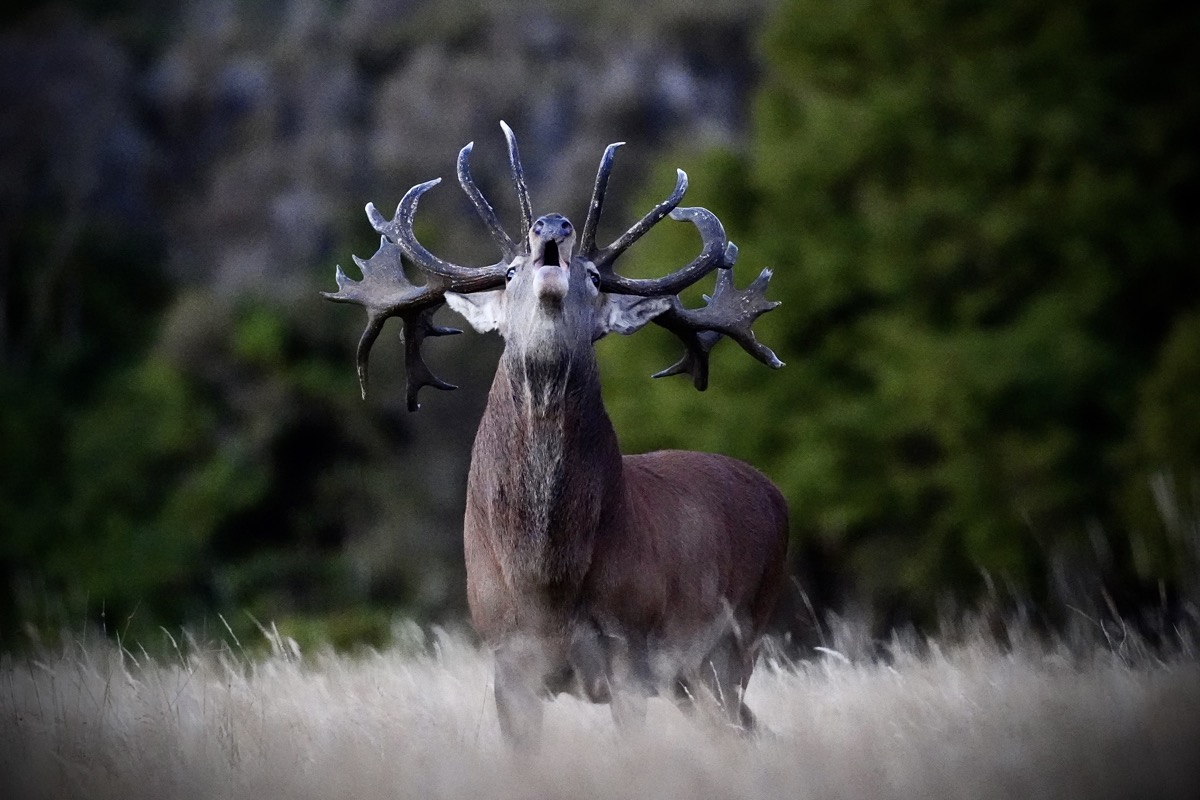 3 Red stag with a heavy antler rack at Lahar