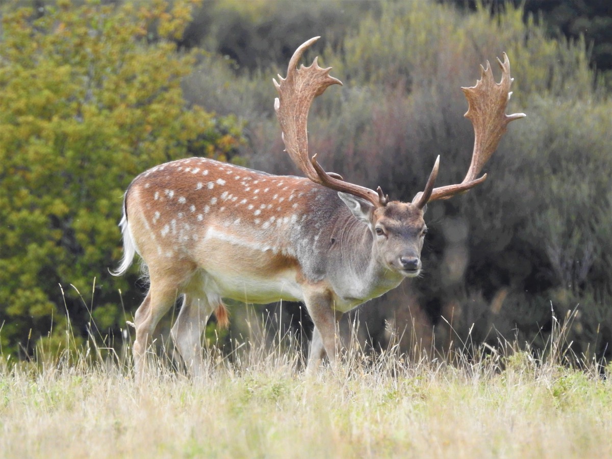 Fallow buck in a grass clearing at Lahar