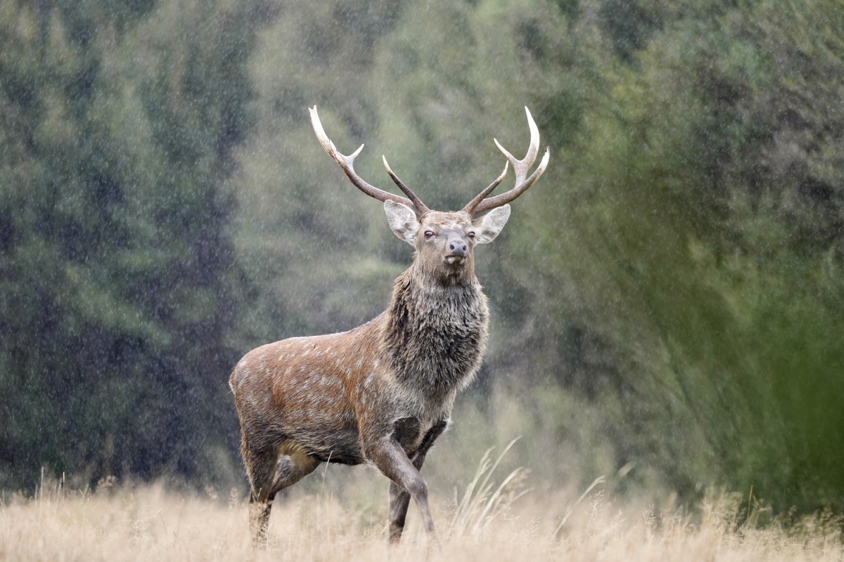 Sika stag with a typical eight-point rack at Lahar