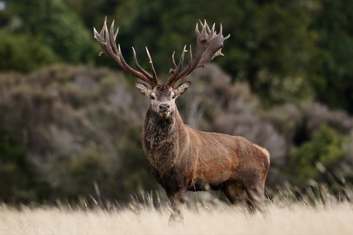4 Red stag in a grass clearing at Lahar