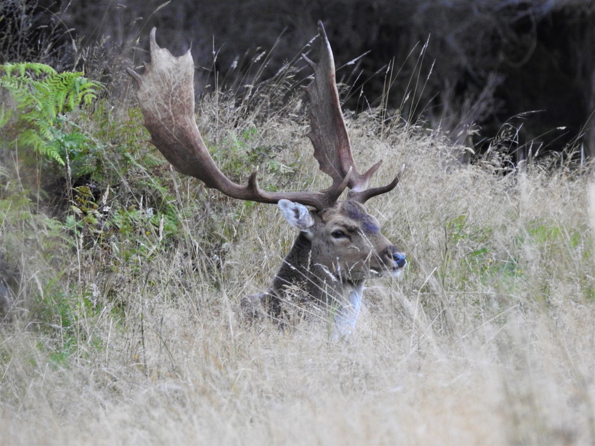 Fallow buck during the rut at Lahar