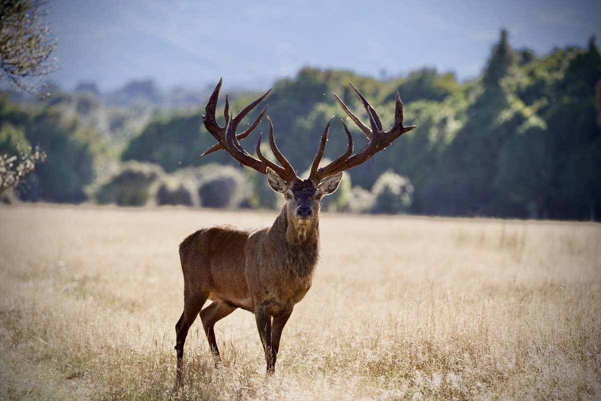 5 Red stag among the trees at Lahar