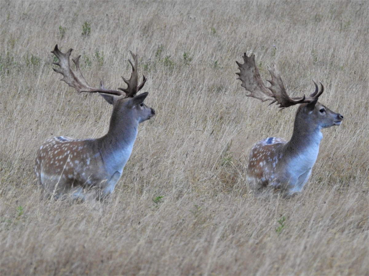 Fallow buck on the Lahar property