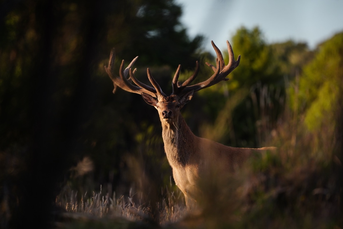 9 Red stag on the Lahar property