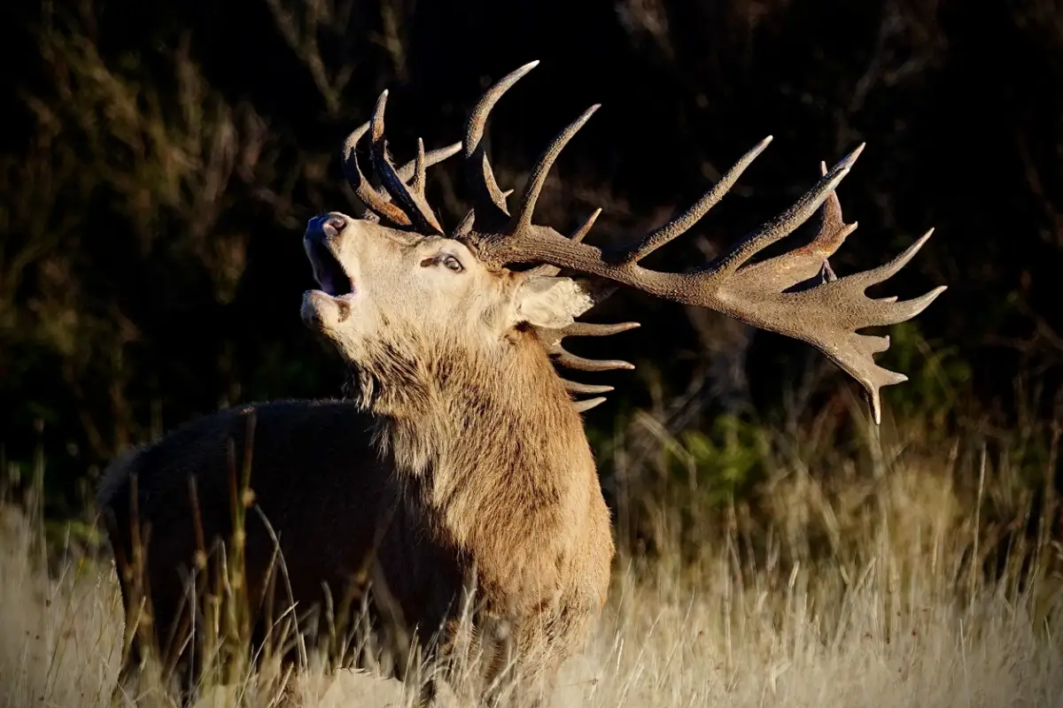 Gold + Gold class red stag antlers