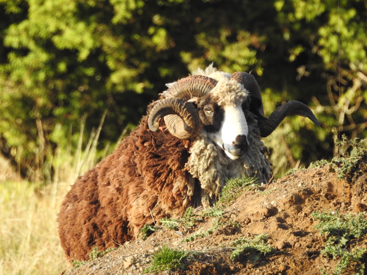 Arapawa ram with heavily curled horns at Lahar