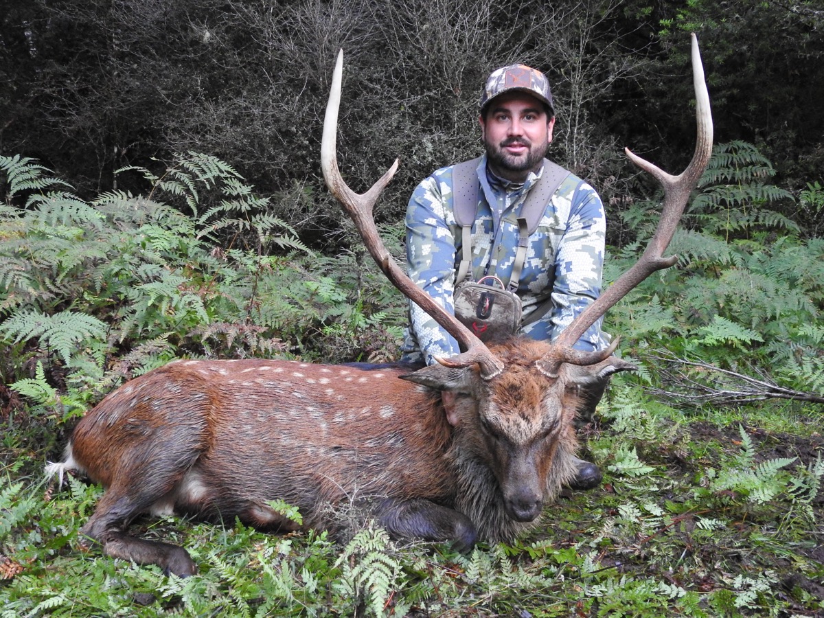 Sika stag trophy taken by a hunter at Lahar (3)