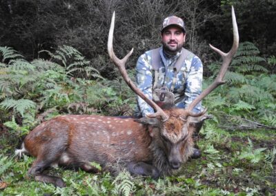 Sika stag trophy taken by a hunter at Lahar (3)