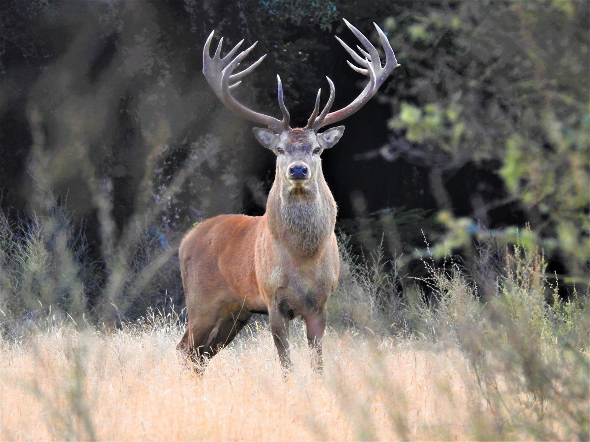 Silver Silver class red stag antlers