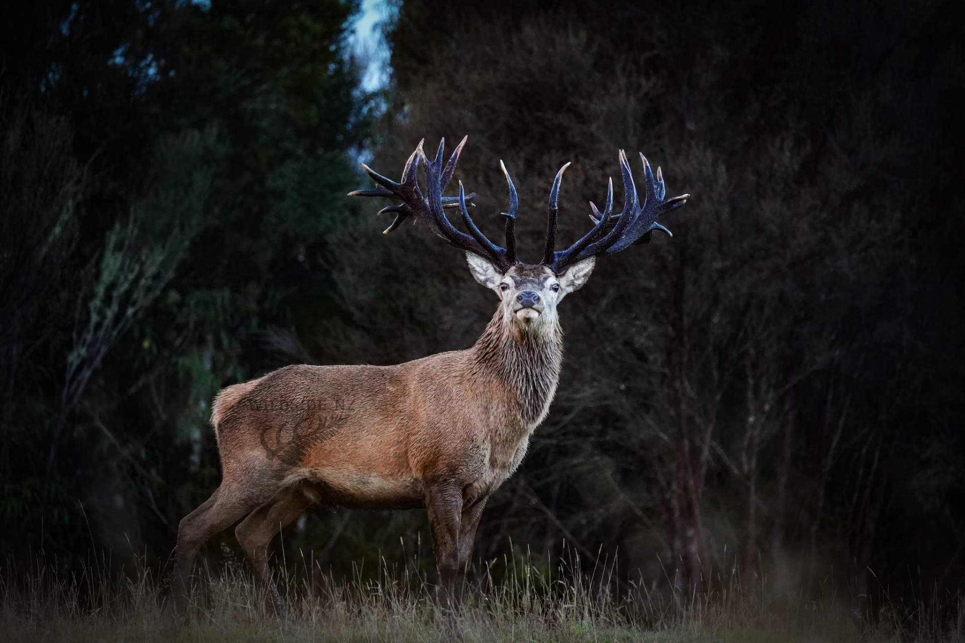 Stag 1 Red stag roaring on the Lahar property