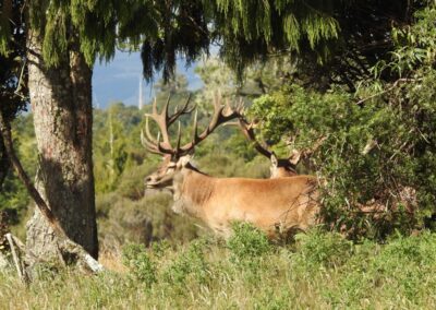 The Lahar property — native forest, clearings and mountain views (11)
