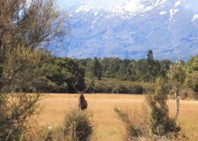 The Lahar property — native forest, clearings and mountain views (12)