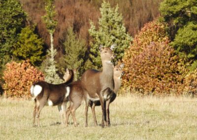 The Lahar property — native forest, clearings and mountain views (14)