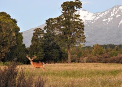 The Lahar property — native forest, clearings and mountain views (16)