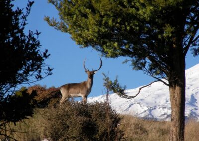 The Lahar property — native forest, clearings and mountain views (19)