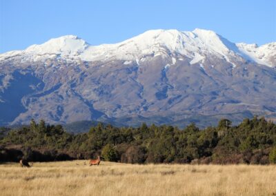 The Lahar property — native forest, clearings and mountain views (2)