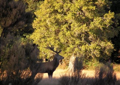 The Lahar property — native forest, clearings and mountain views (20)
