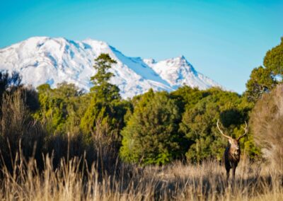 The Lahar property — native forest, clearings and mountain views (4)
