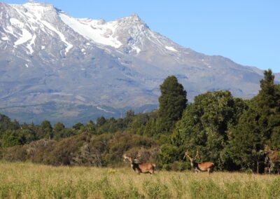 The Lahar property — native forest, clearings and mountain views (7)