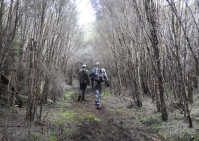 The Lahar property — native forest, clearings and mountain views (8)