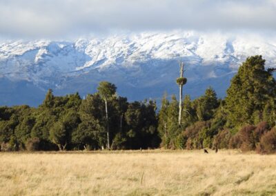 The Lahar property — native forest, clearings and mountain views (9)