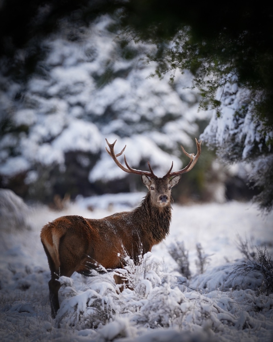 bronze Bronze class red stag antlers