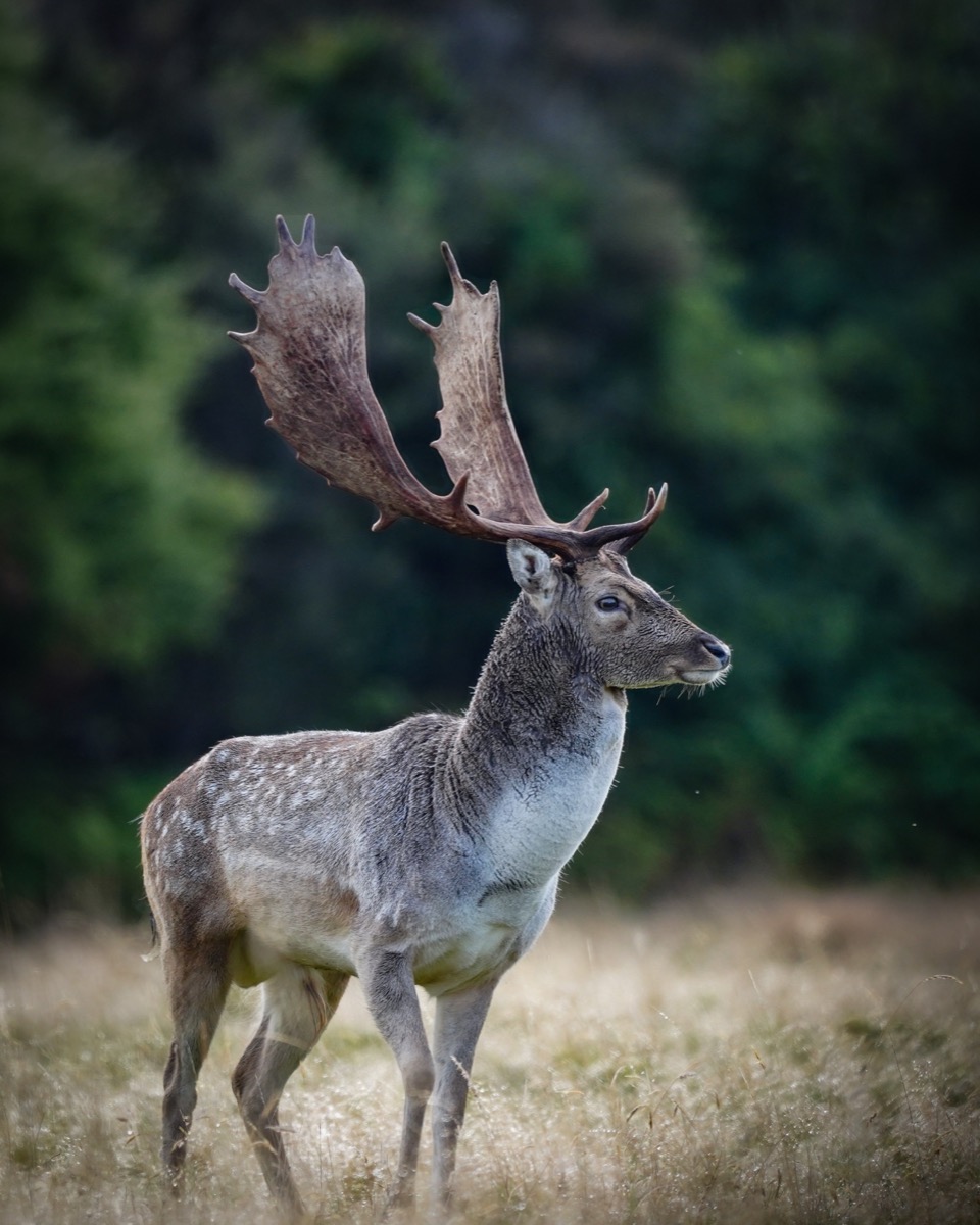Fallow buck on the Lahar property
