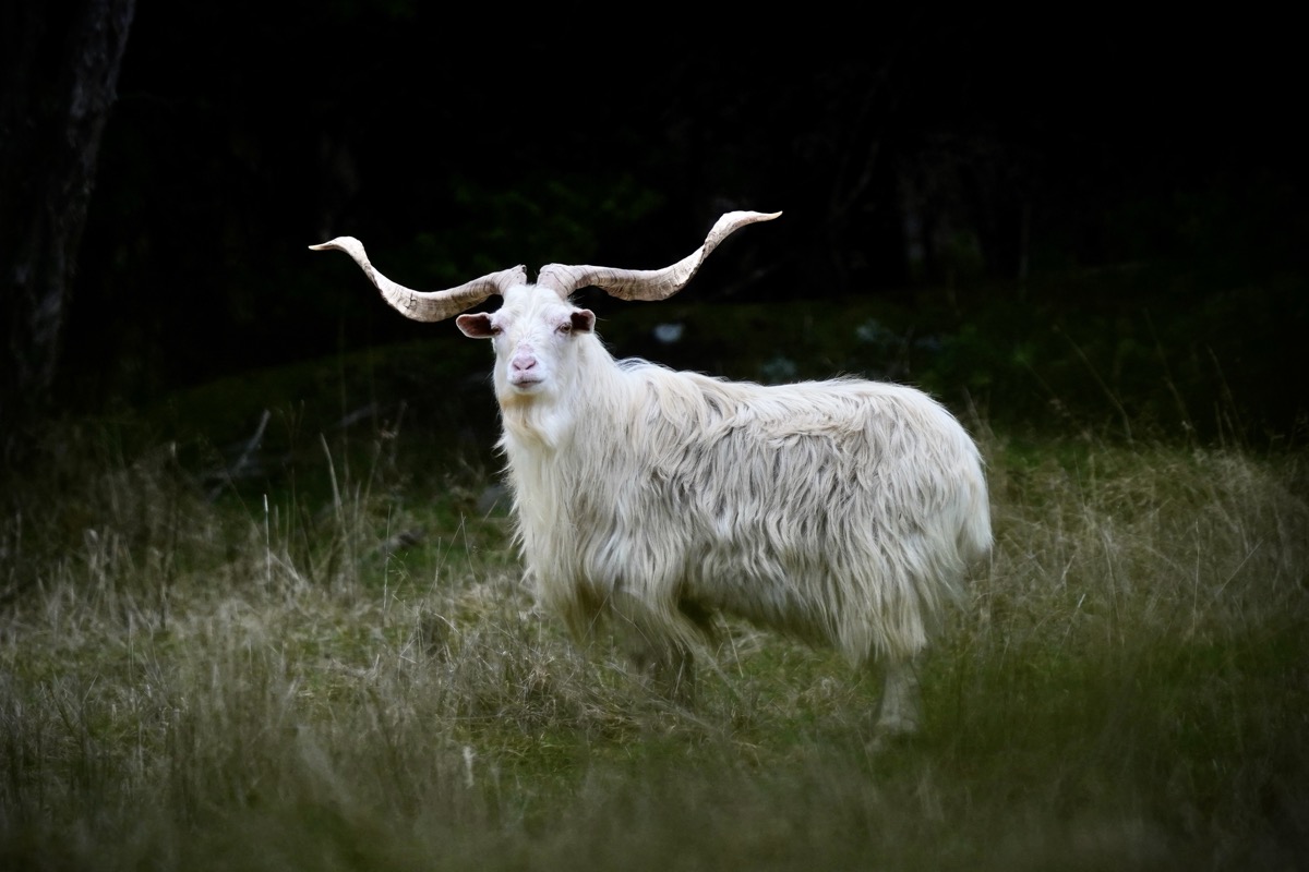 Feral goat on the Lahar property