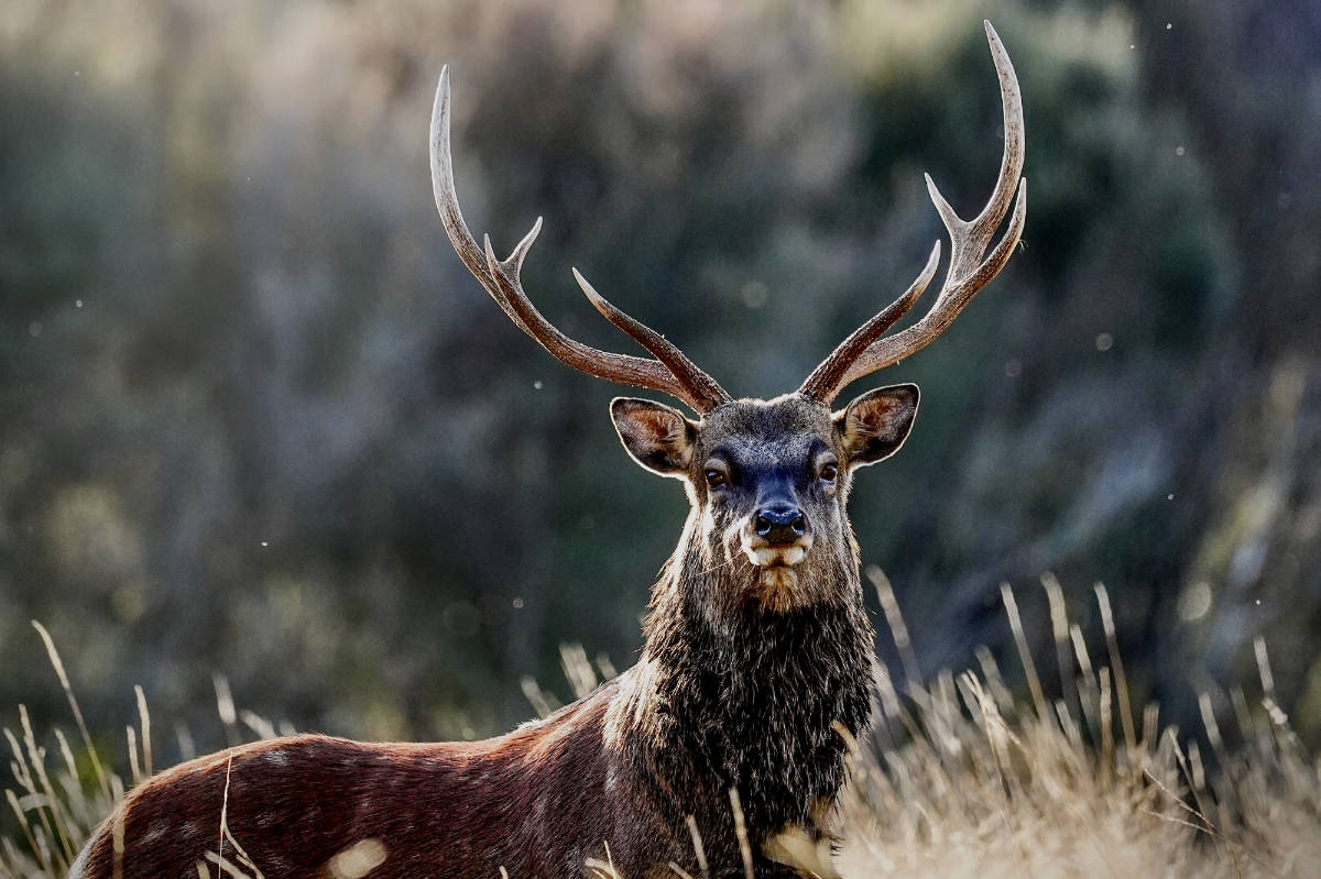 Sika stag on the Lahar property