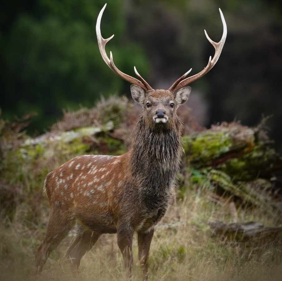 Sika stag on the Lahar property