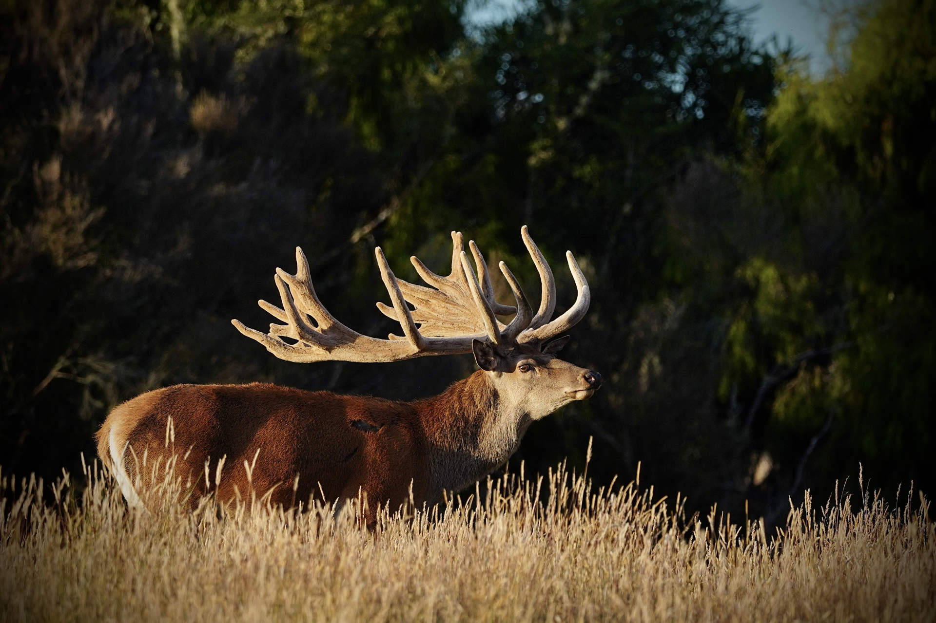 stag 2 Red stag on the Lahar property