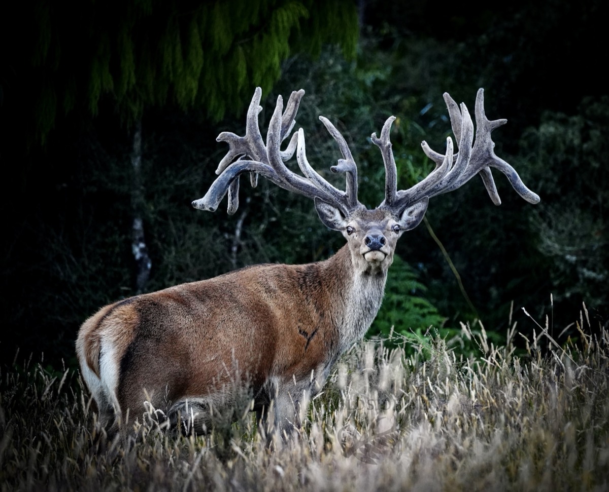 super gold Super Gold class red stag antlers