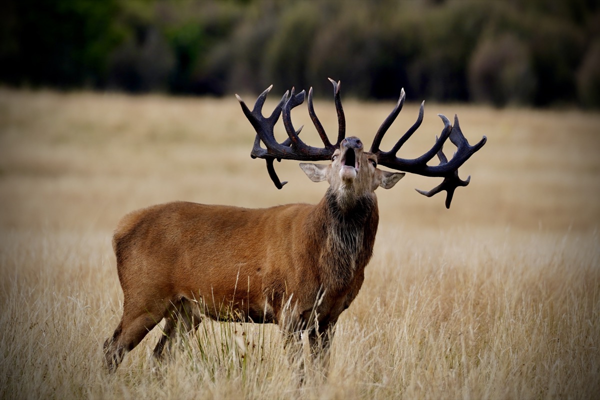 super gold Super Gold class red stag antlers
